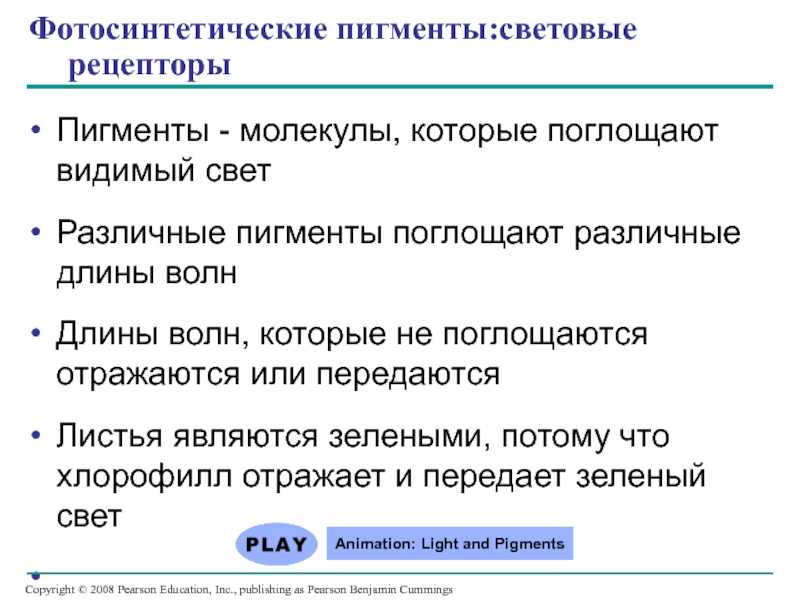 Фотосинтетики среди бактерий и как в них происходит фотосинтез
