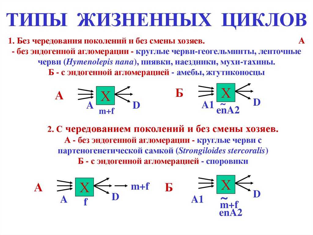 § 13. живой организм как среда обитания. адаптации к жизни в другом организме — паразитизм