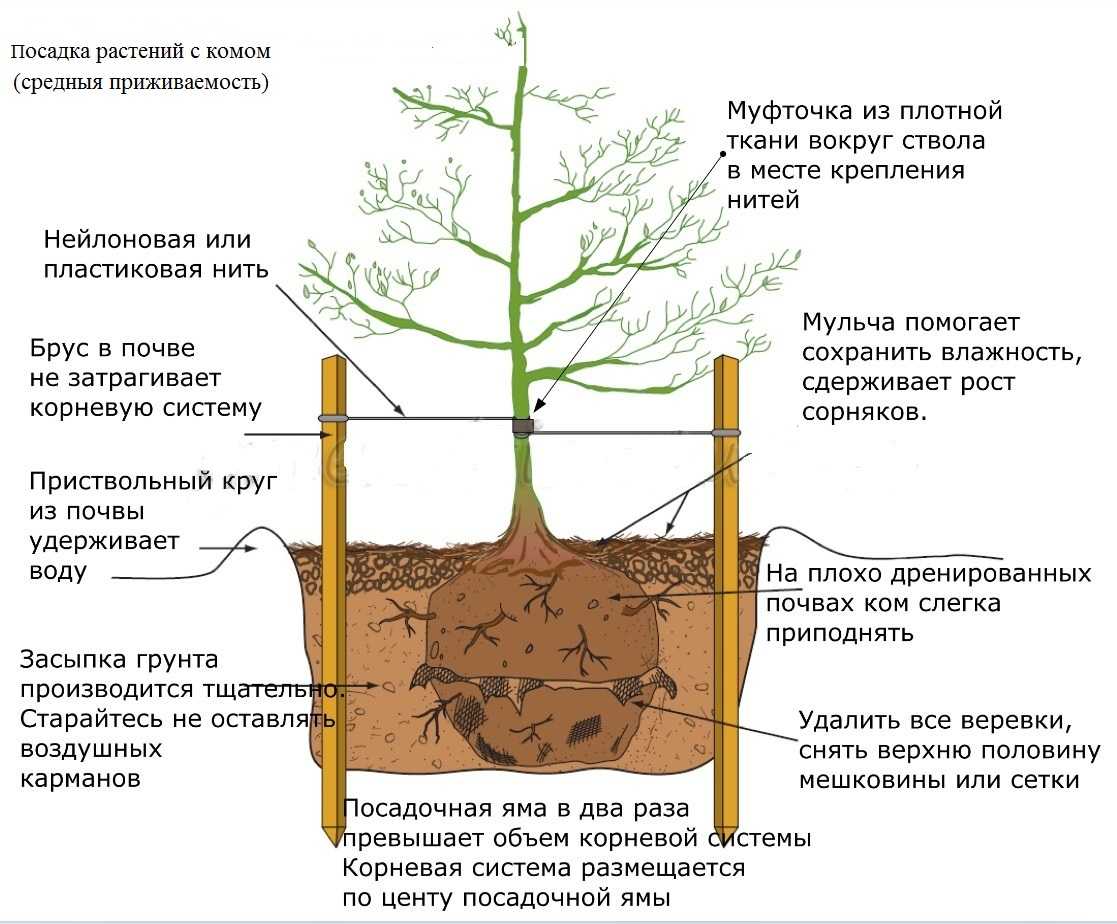 Посадка деревьев и кустарников. рекомендации и правила