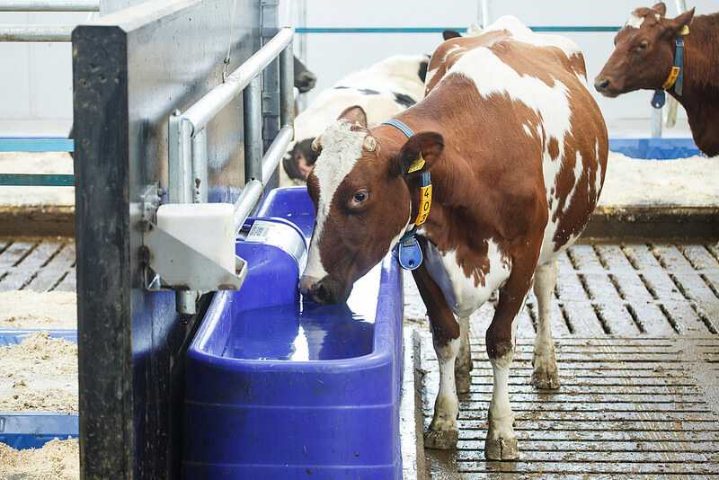 Водоснабжение - животноводческая ферма
 - большая энциклопедия нефти и газа, статья, страница 1