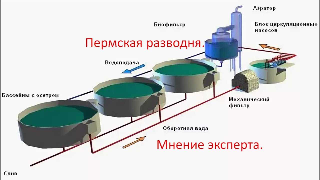 Известкование пруда с рыбой осенью