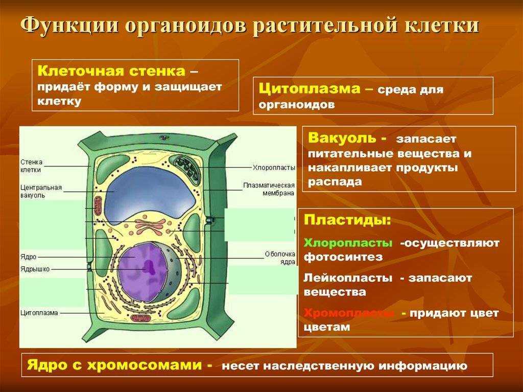 § 14. ядро клетки: строение и функции ядра