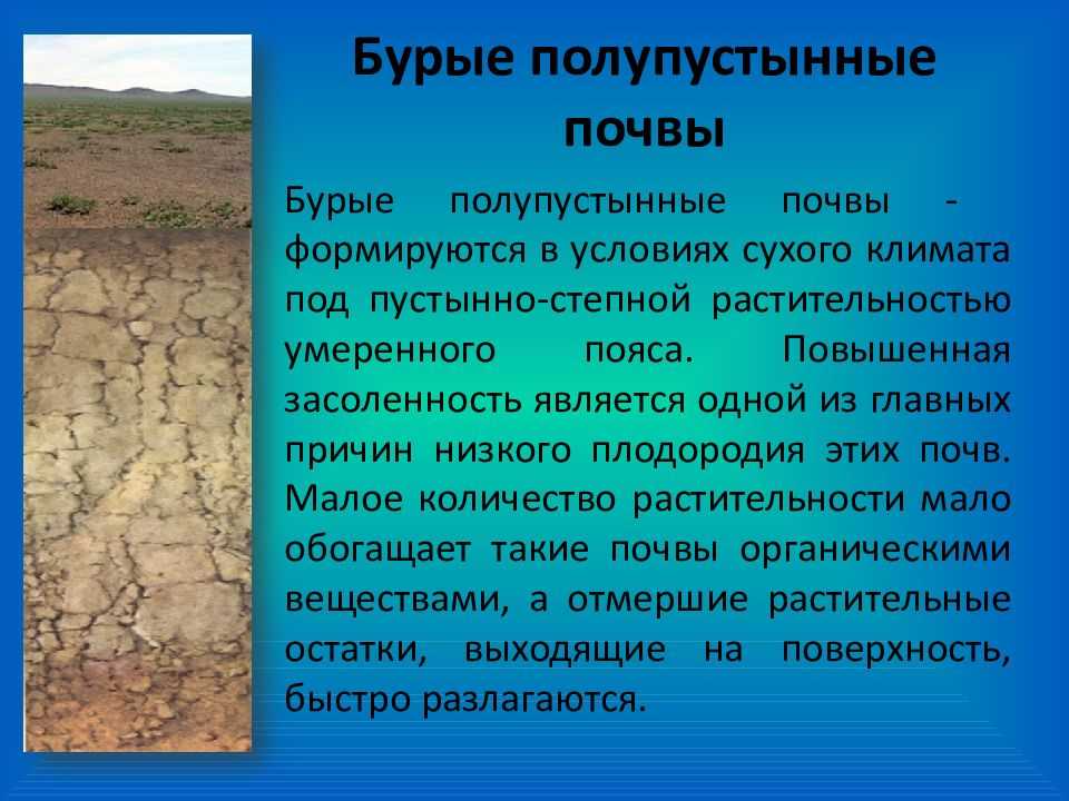 Особенности географии почв сухих степей. эколого-географическая характеристика почв зоны сухих и пустынных степей - реферат