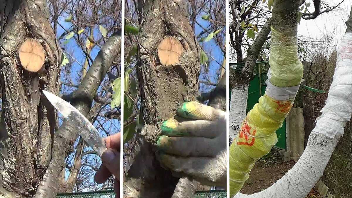 Пороки древесины