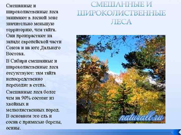 Растительность муссонных лесов дальнего востока. зона муссонных смешанных лесов (хвойно-широколиственных) дальнего востока