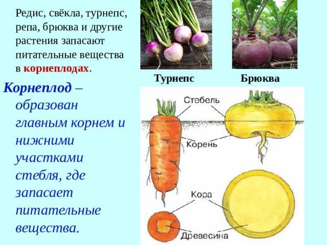 Брюква: состав, калорийность, польза, рецепты блюд