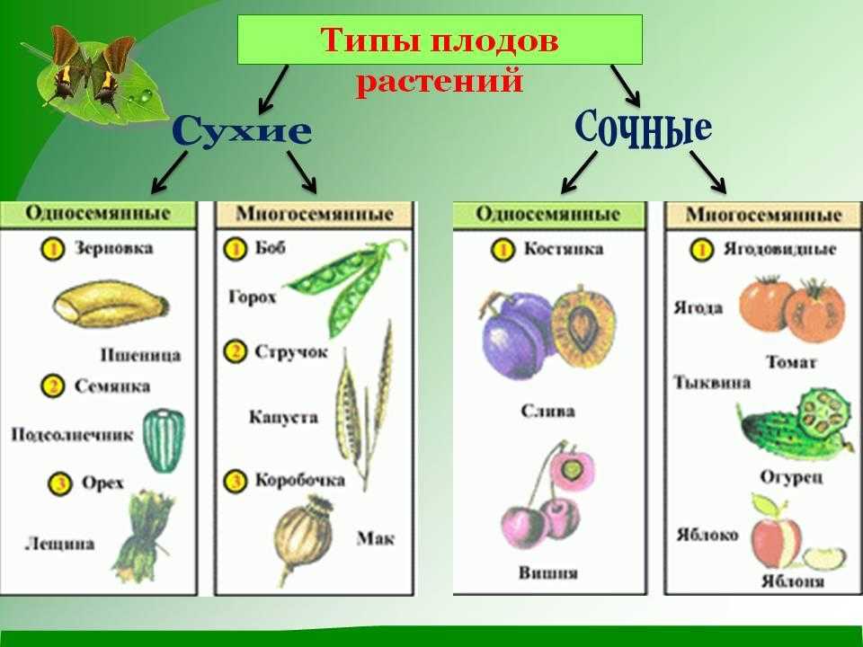 Опадение плодов