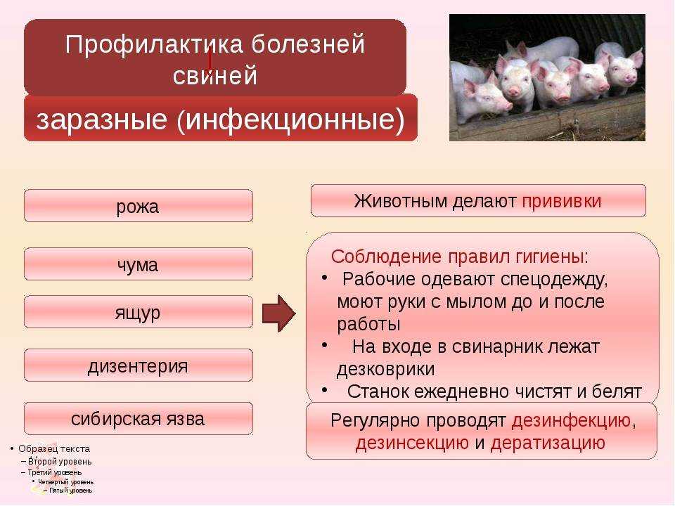 Кожные заболевания свиней: виды, описания и лечение