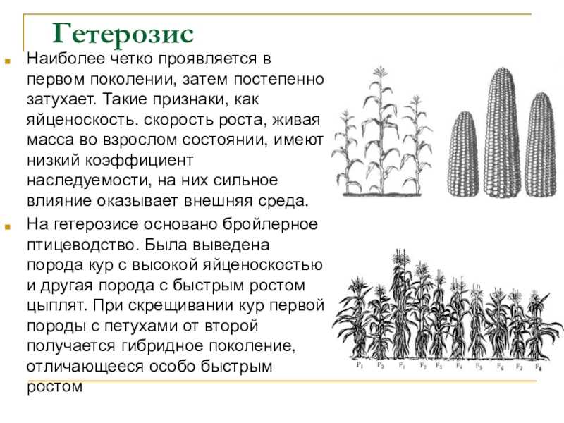 Гетерозис и его использование в животноводстве