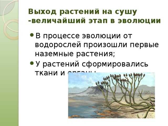 Тип папоротникообразные на сайте игоря гаршина