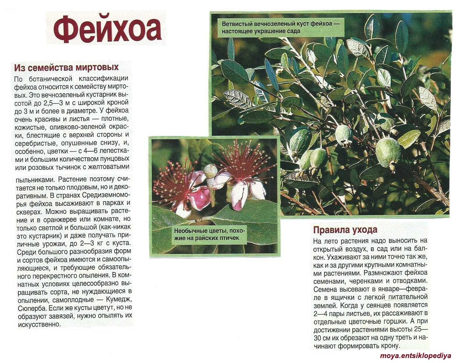 Фейхоа - полезные свойства, рецепты, как правильно есть