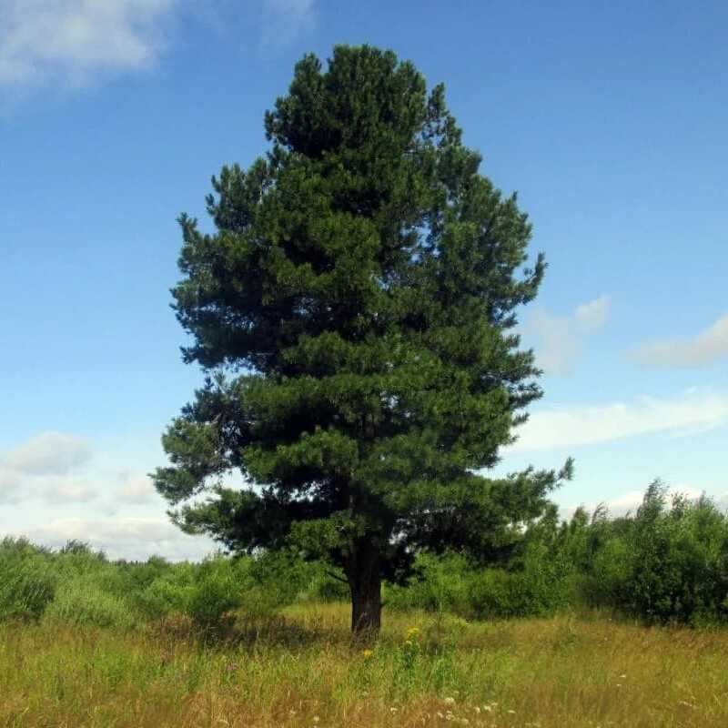 На сколько см в год растет кедр. кедры (cedrus) - крупные хвойные деревья, родственники лиственниц. | зелёный сад