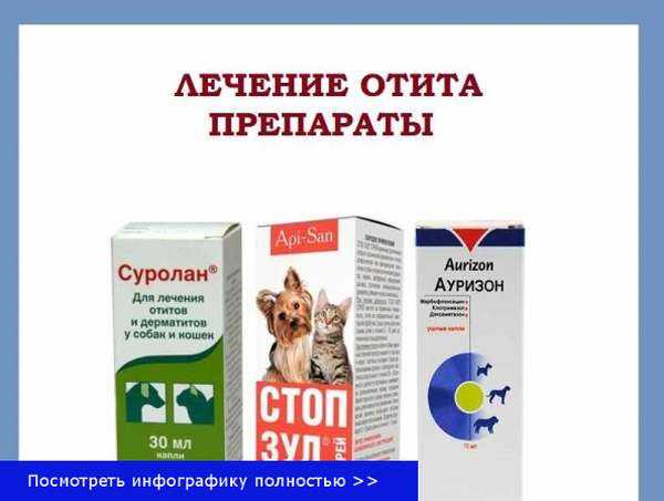 Воспаление внутреннего уха у кошек - лечение отита у кота в домашних условиях