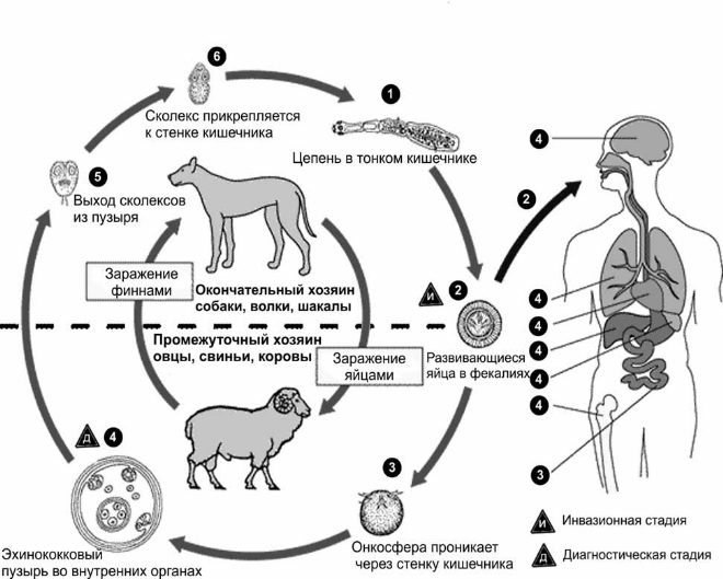 Паразитология и инвазионные болезни животных