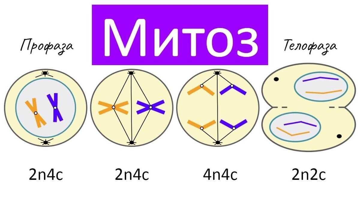Митоз - непрерывность жизни - биология том 3 - biological science - руководство по общей биологии - тейлор д. - 2004