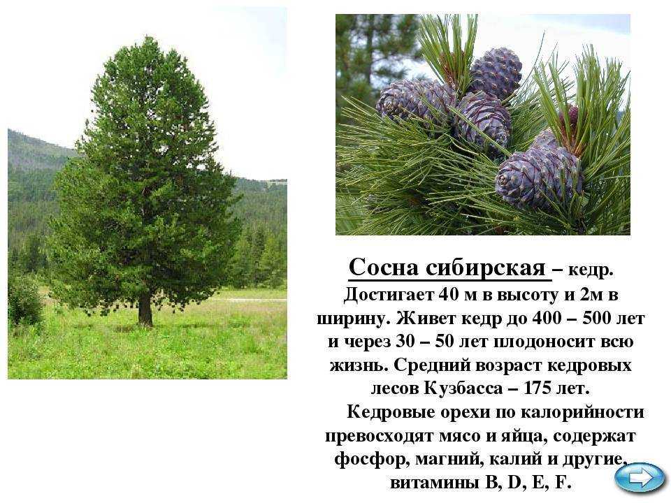 Как самому вырастить кедр. стратификация семян. сосна кедровая сибирская. как сажать кедр. посадка | "звенящие кедры" в приморском крае
