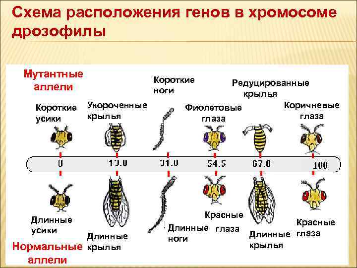 Линейное расположение генов в хромосомах: генетические карты