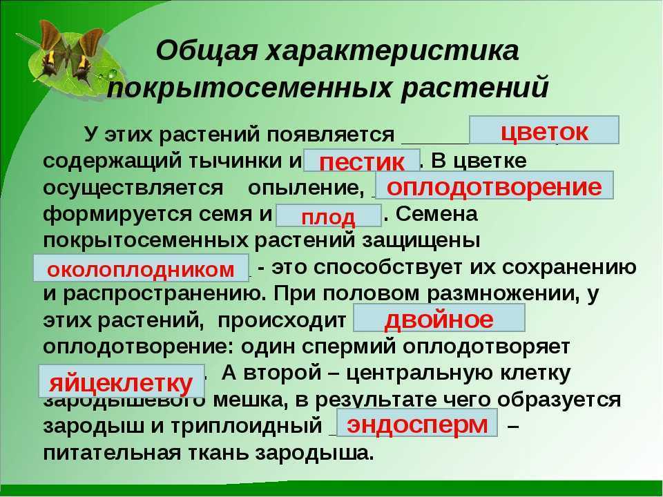 Общая характеристика голосеменных растений. происхождение, размножение, значение для человека