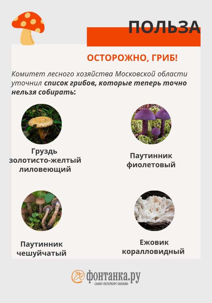 Что такое камыш?