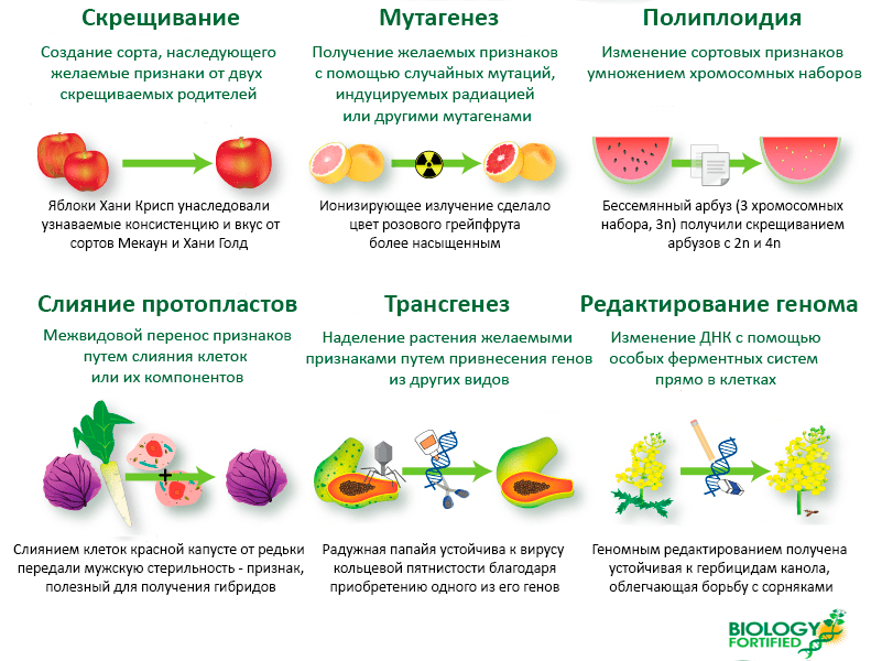 Что нужно знать о селекции микроорганизмов: основные сведения