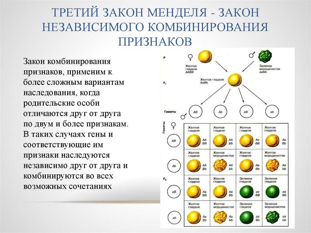 (решено) перечислите основные законы наследования г. менделя и вытекающие из них принципы наследственности…