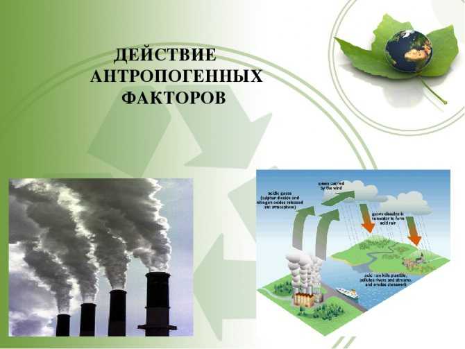 Антропогенные факторы воздействия на природу (с примерами)