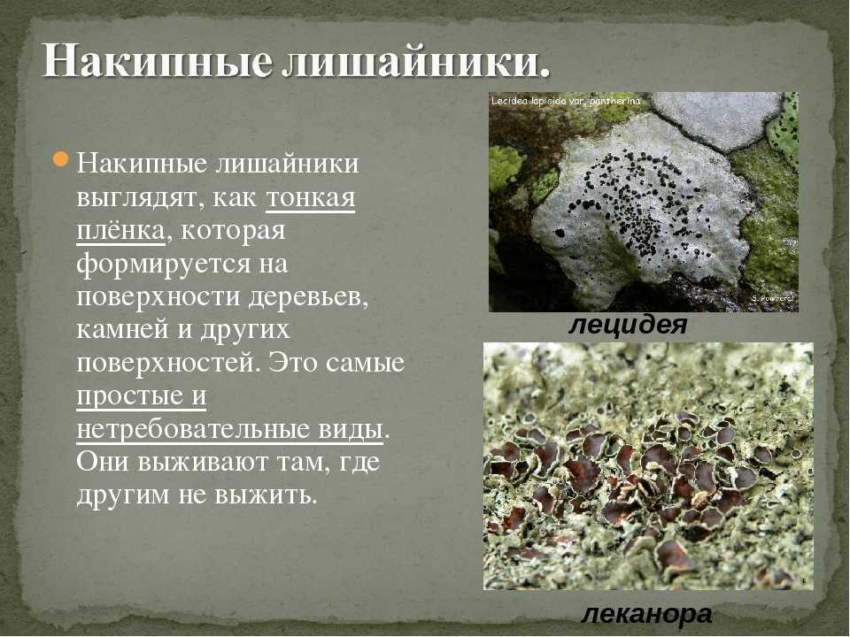 Строение лишайников. я познаю мир. ботаника