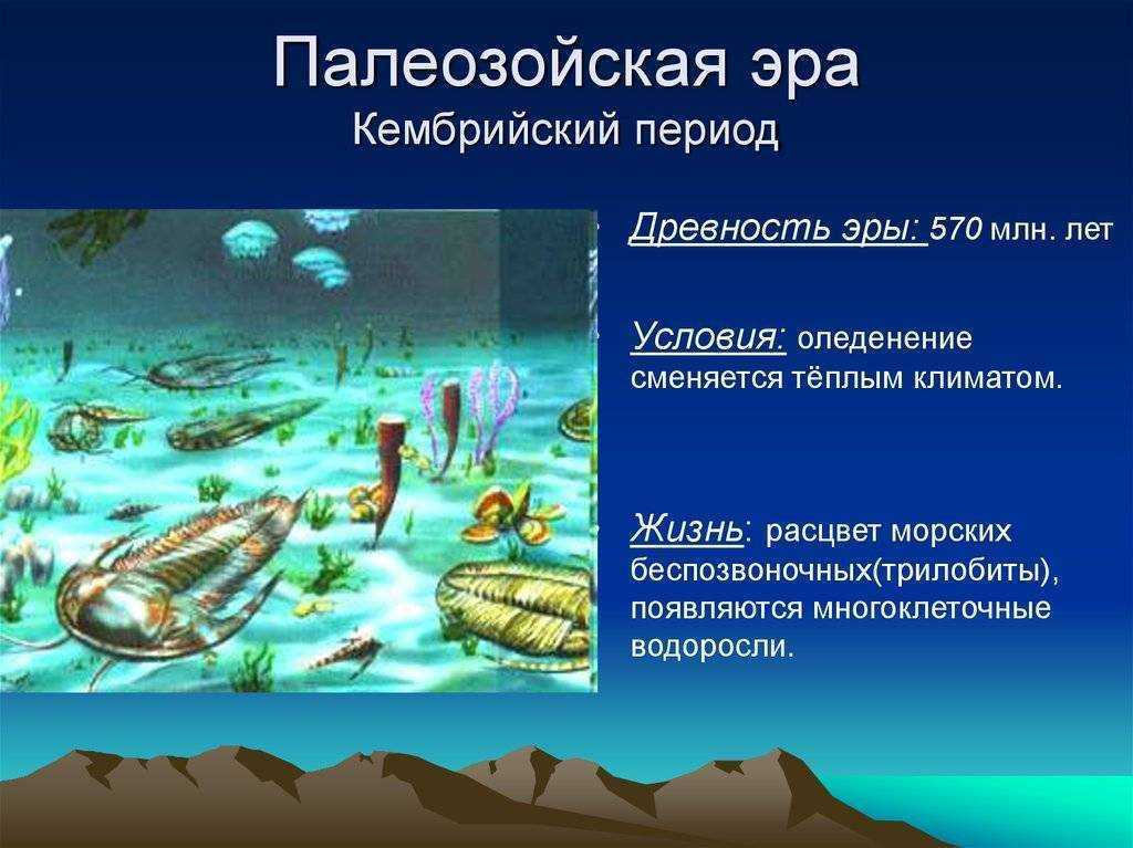 Глава 8 ранний палеозой: «выход жизни на сушу». появление почв и почвообразователей. высшие растения и их средообразующая роль. тетраподизация кистеперых рыб. удивительная палеонтология [история земли и жизни на ней]