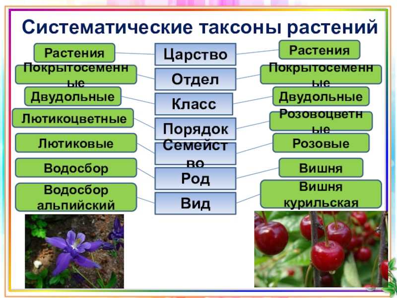 Таксономия – определение, иерархия, пример, важность