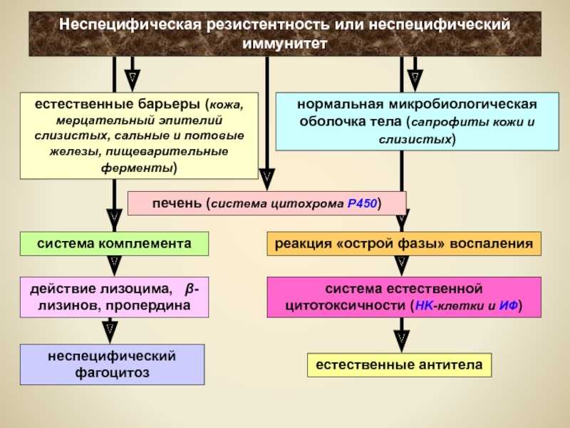 Чем объясняется видовая невосприимчивость животных к вирусам