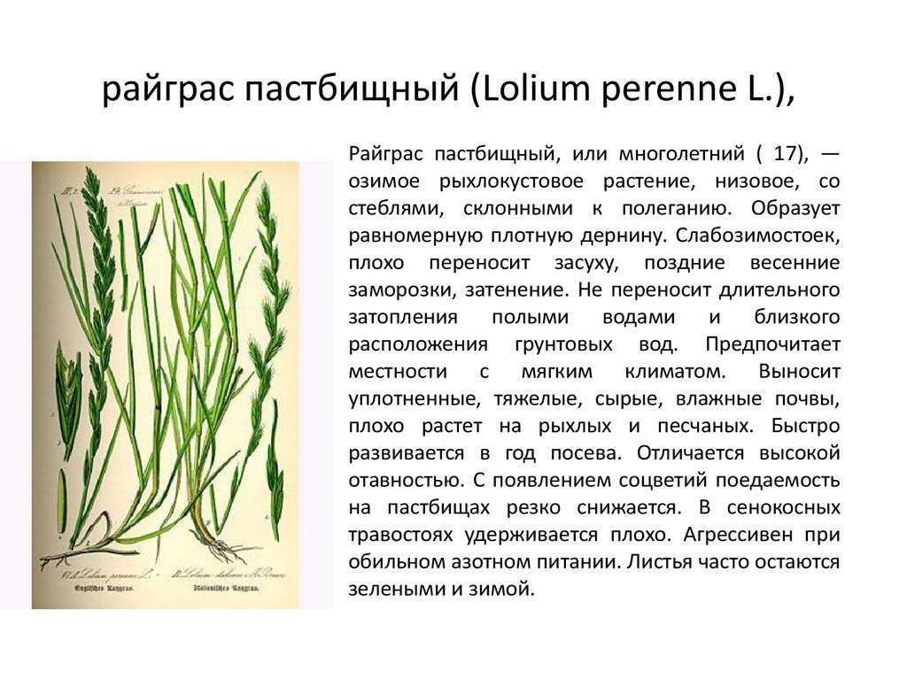 Райграс (плевел): фото растения, описание сортов, посадка и уход