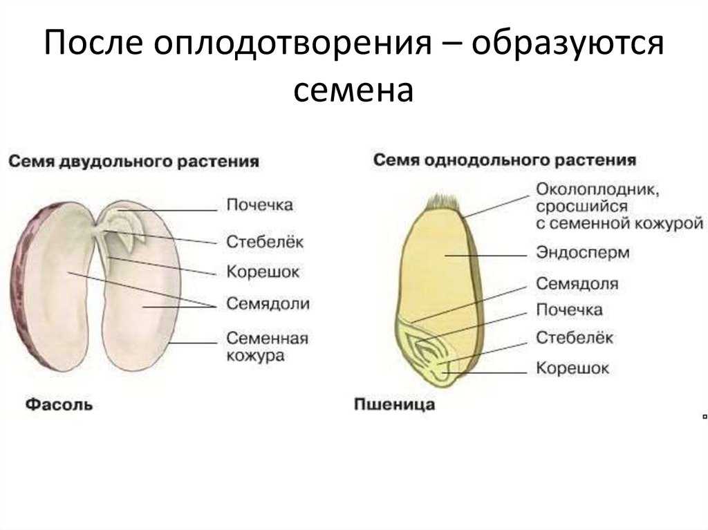 Запасное вещество грибов, животных, растений и бактерий