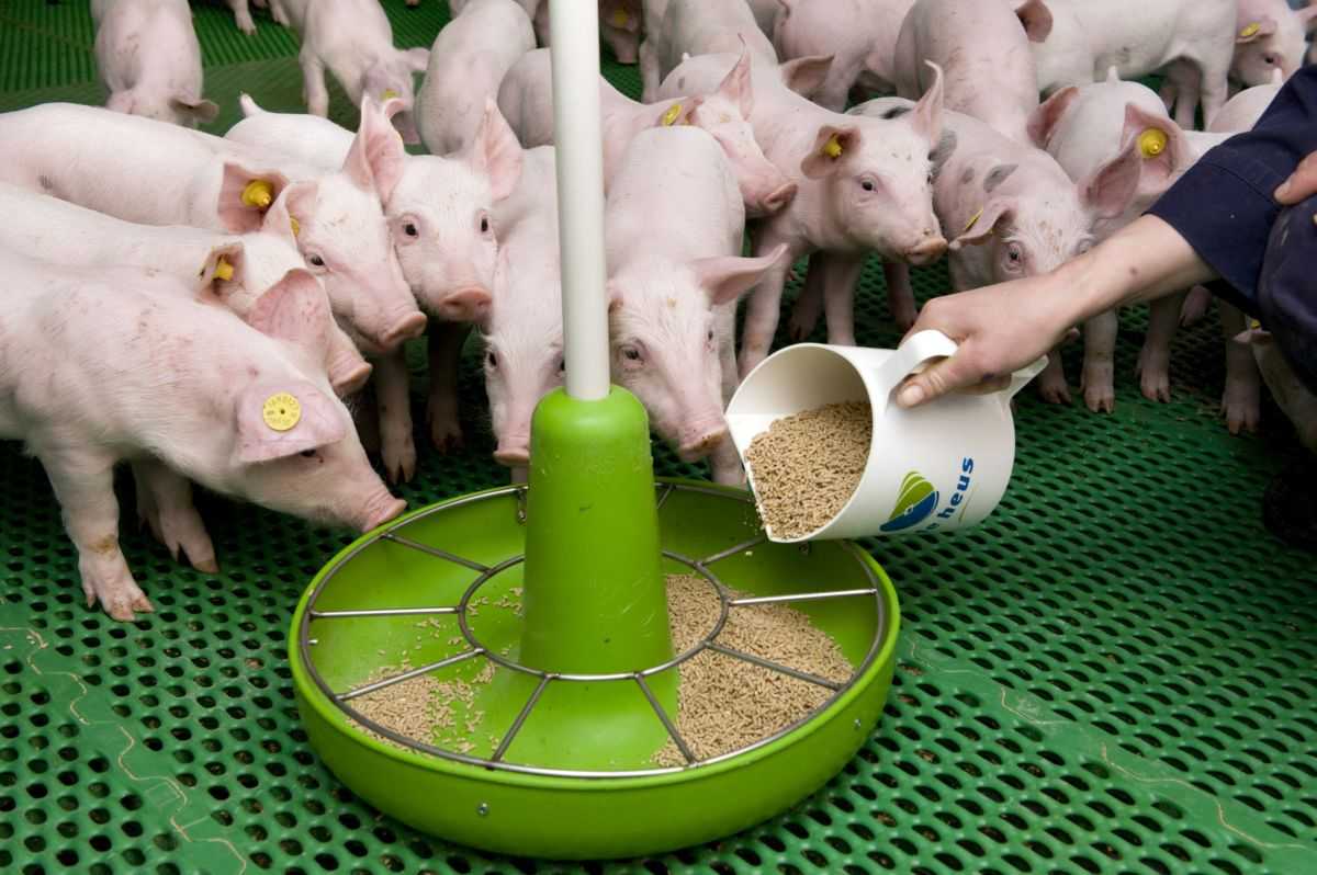 Кормление свиней в домашних условиях: нормы, рацион, советы