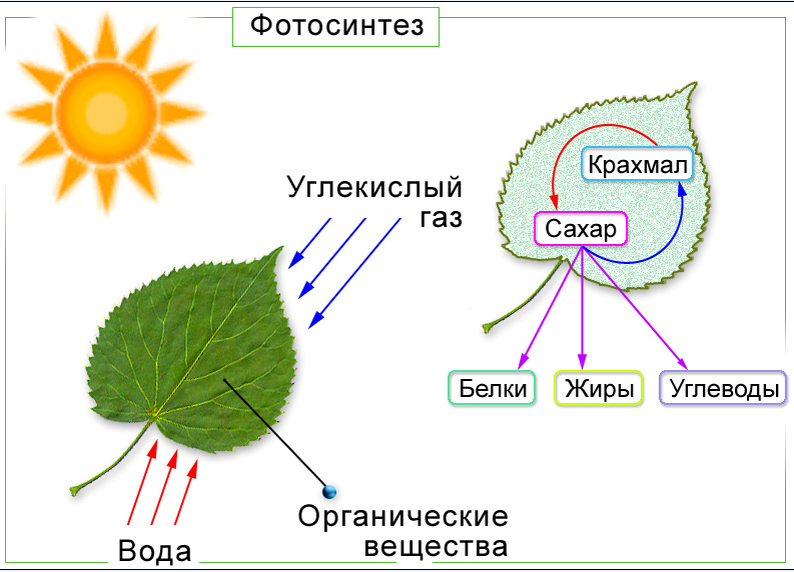Все, что необходимо знать о кислороде и атмосферном воздухе перед тем, как изучать физиологию дыхания