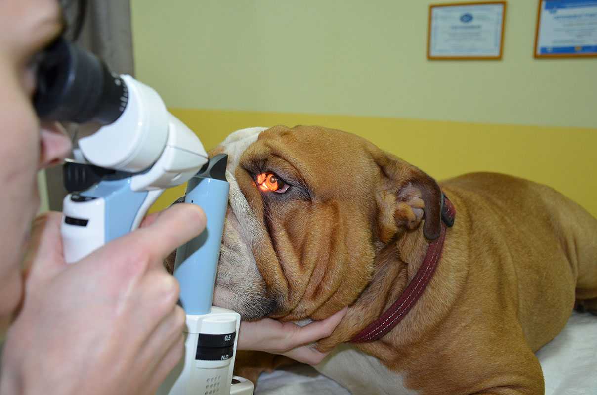 Глазные болезни у собак: симптомы, лечение, профилактика | блог ветклиники "беланта"