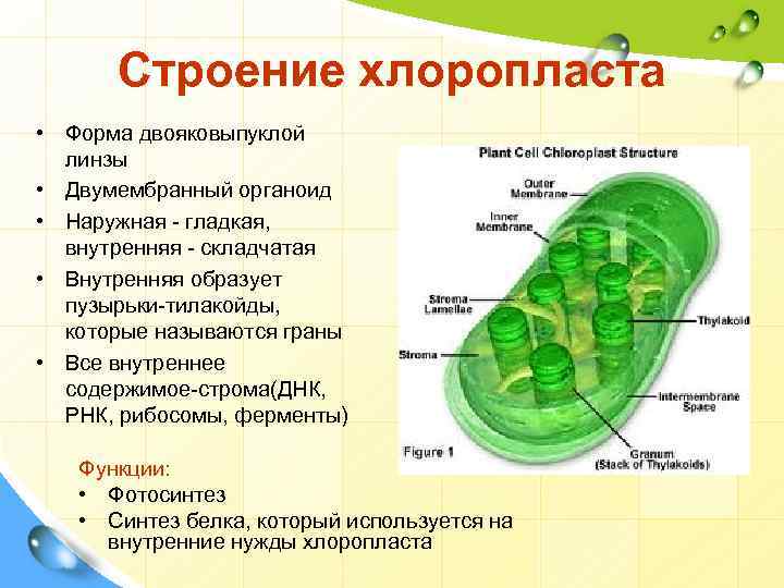 Хлоропласт – определение, функции и структура | fissi