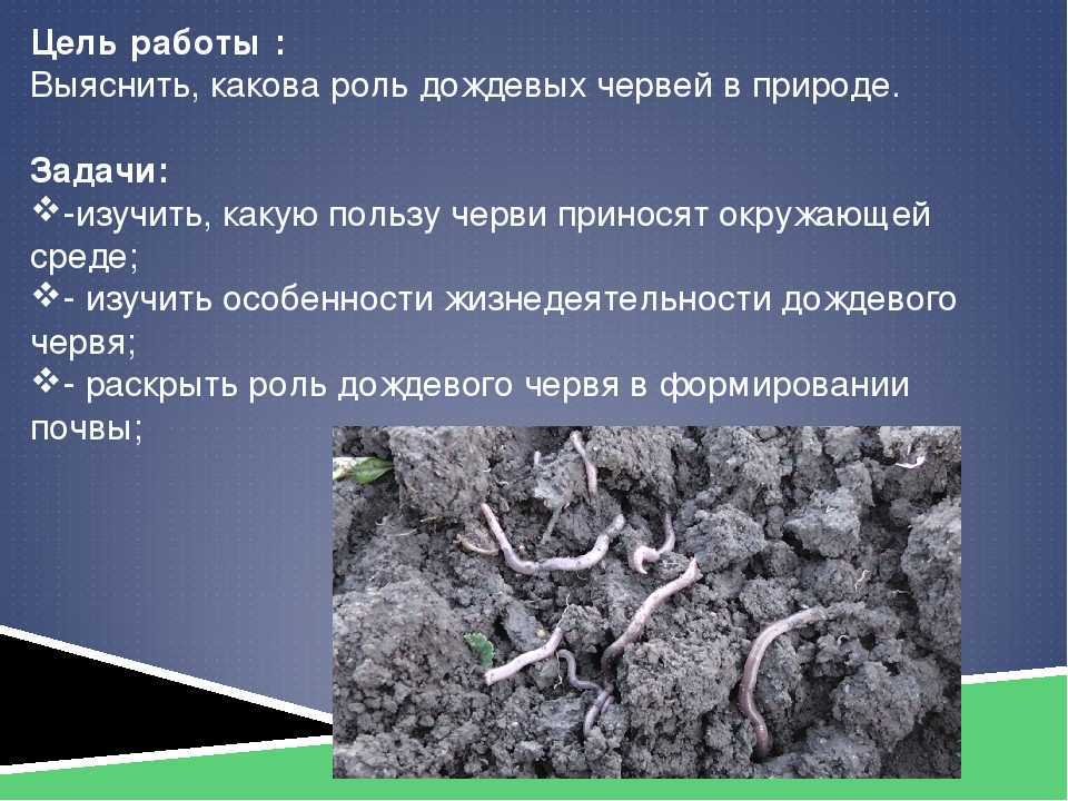 Почему дождевые и земляные черви массово проникают в дом и как защититься от них