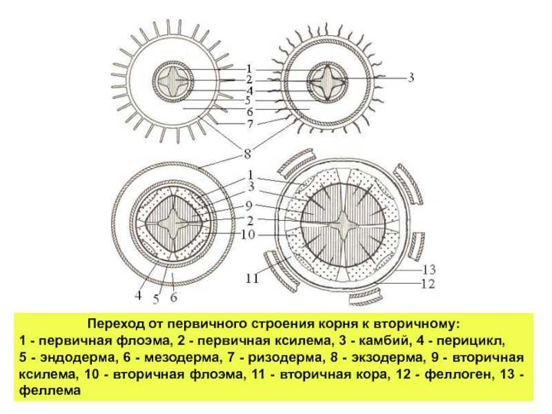 Корни растений