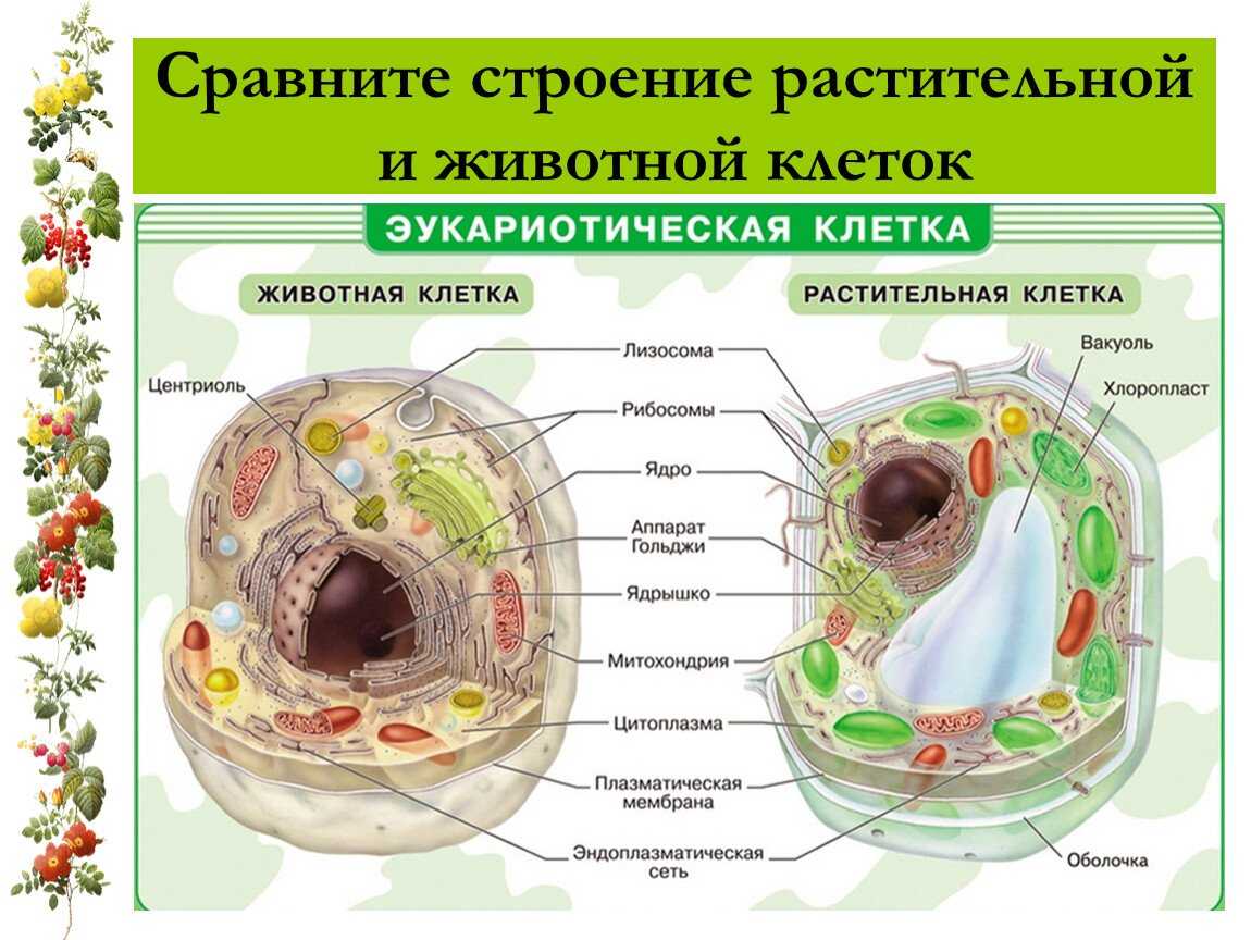 Что такое оптация, филиация и натурализация: способы применения