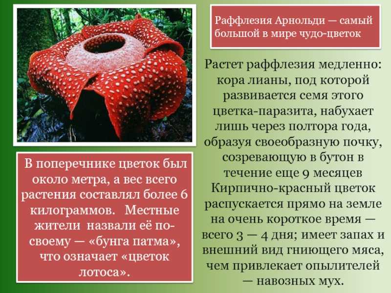 Чем отличаются растения паразиты от растений полупаразитов
