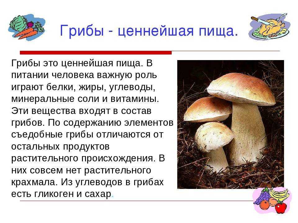 Королевство грибы характеристики, классификация, репродукция