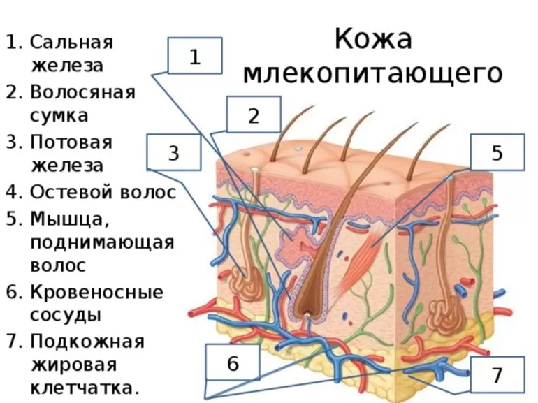 Строение шкурки пушных зверей