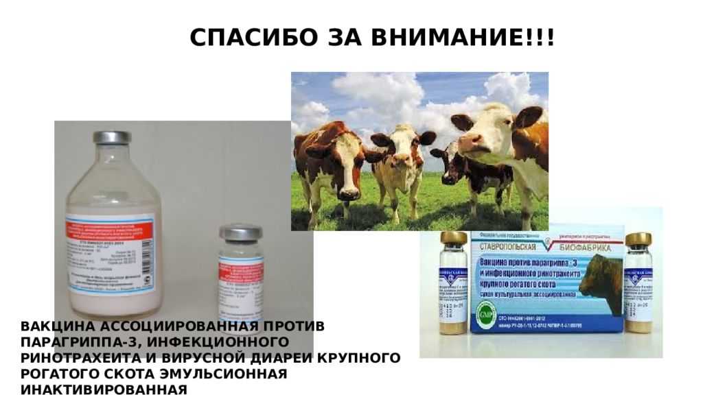 Парагрипп-3 крупного рогатого скота: симптомы, лечение и профилактика