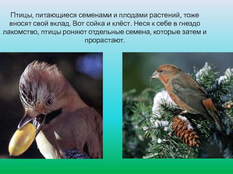 Животные - распространители плодов и семян [1982 фукарек ф., мюллер г., шустер р. - растительный мир земли. том 1]