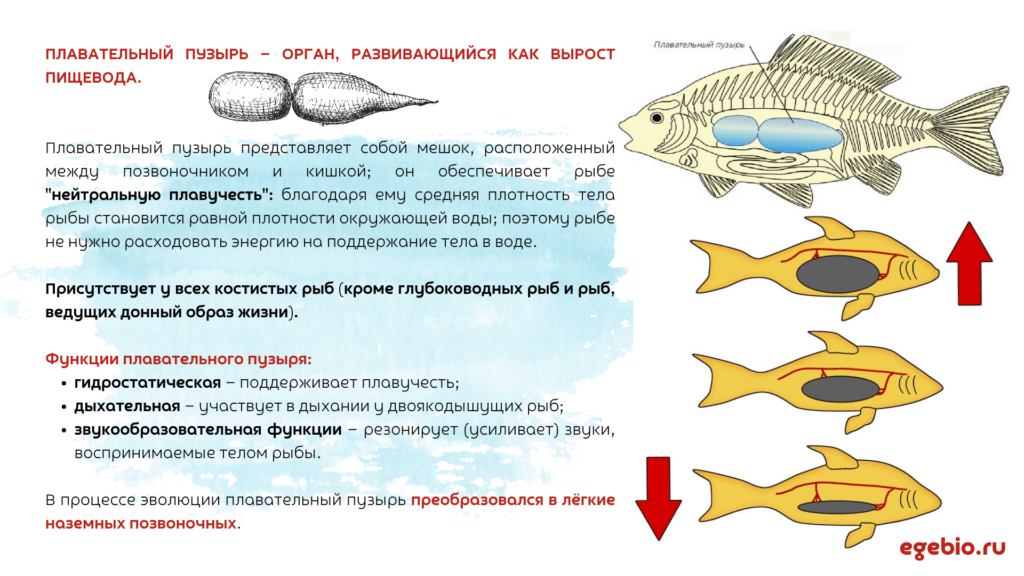 Электрические рыбы и генерация электричества