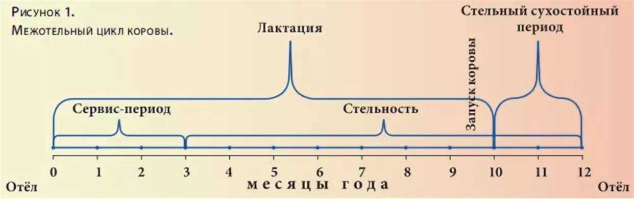 Сроки овуляции: неполноценные половые циклы у коров