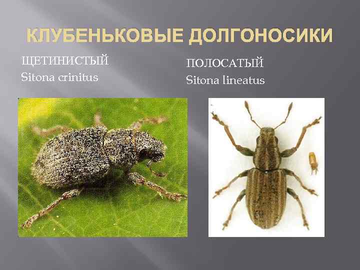 Клубеньковый долгоносик щетинистый: описание и меры борьбы