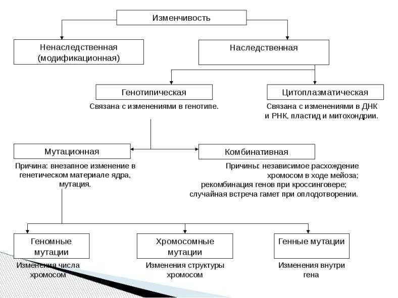 Материальные основы наследственности и изменчивости. генетика и эволюционная теория