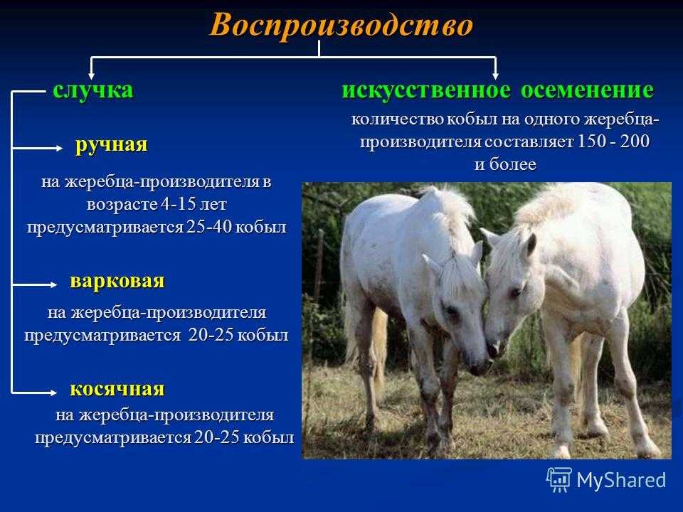 Системы и способы содержания лошадей