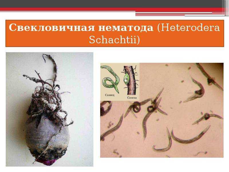Ни цист, ни личинок! — мурманский вестник - #131945